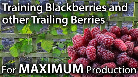 The Best 7 Fertilizers for Blackberries: Feed Your Berries for Maximum Yield