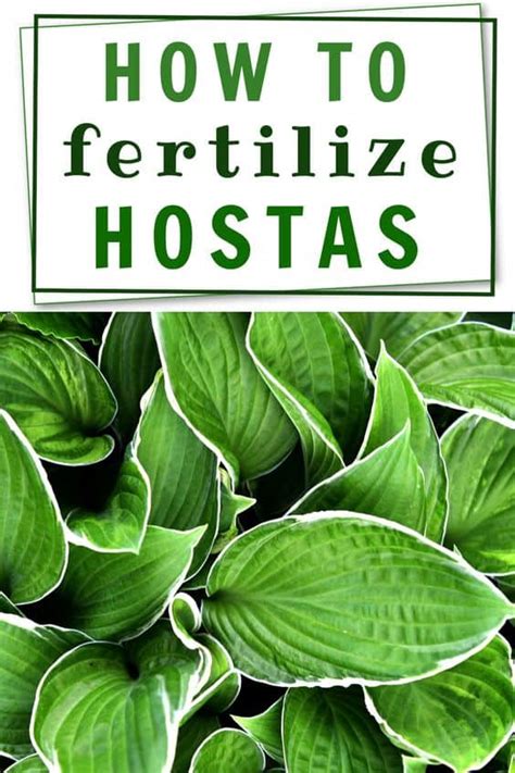 The Best Fertilizer for Hostas