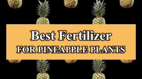 The Best Fertilizer for Pineapple Plants