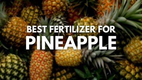 The Best Fertilizer for Pineapples