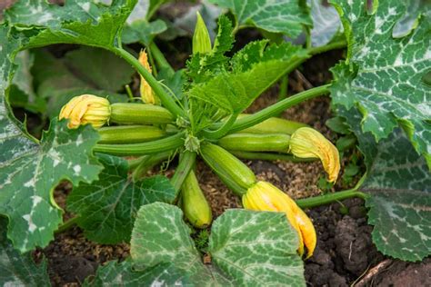 The Best Fertilizer for Zucchini