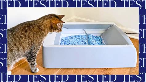 The Best Litter Box 2025: Comparing Top Models