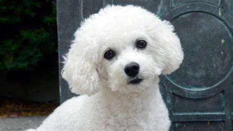 The Bichon Frise: A Guide to Owning and Caring for This Delightful Breed