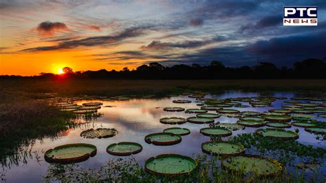 The Big Wetz: Exploring the Profound Impact of Wetlands