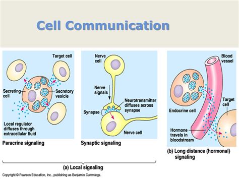 The Biology of Human Communication PDF