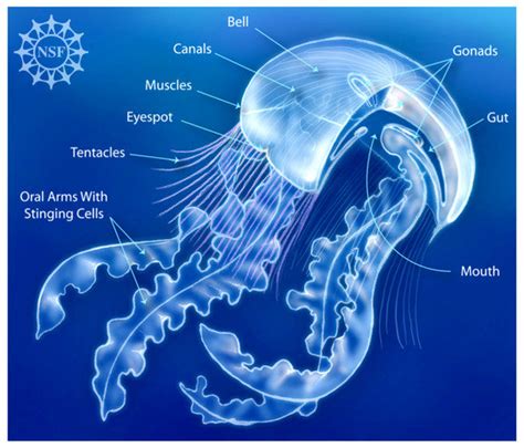 The Biology of Jellyfish Locomotion