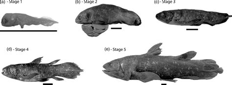 The Biology of Latimeria chalumnae and Evolution of Coelacanths 1 Ed. 91 PDF