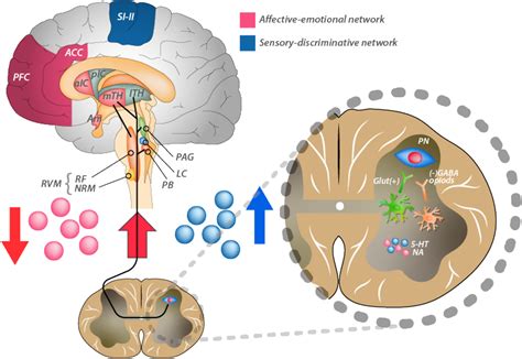 The Biology of Pain