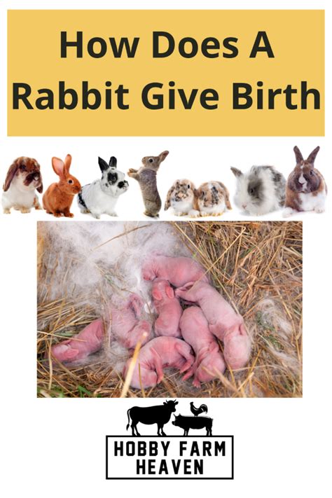 The Birth of Rabbits