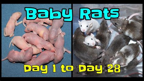 The Birth of Rat & Boa