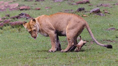 The Birth of the Lions: