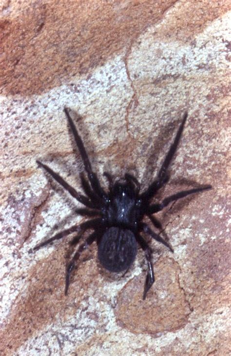 The Black House Spider: An Unsung Hero in Your Home