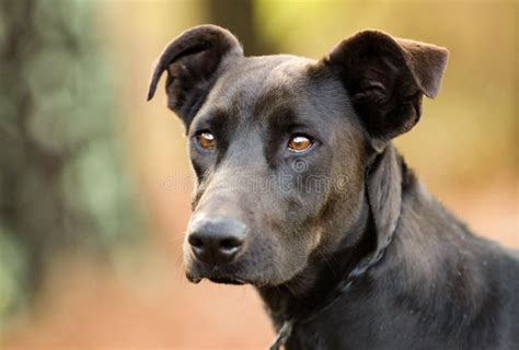 The Black Labrador Doberman Mix: A Match Made in Canine Heaven