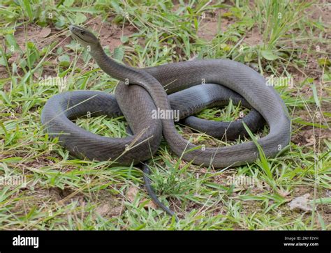 The Black Mamba (Dendroaspis polylepis)