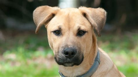 The Black Mouth Cur: A Comprehensive Guide to a Loyal and Versatile Companion