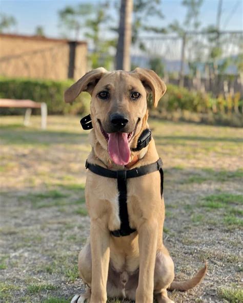 The Black Mouth Cur Black Lab Mix: A Comprehensive Guide