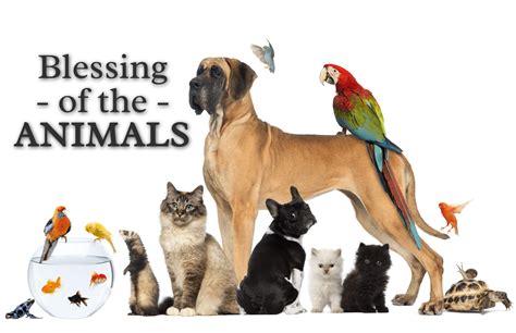 The Blessing of the Animals Reader