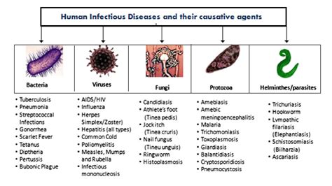 The Bloodstained Battlefield: A World of Pathogens and Infections