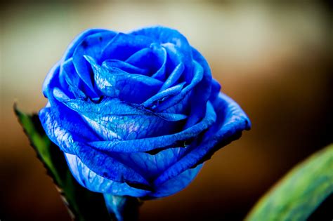 The Blue Rose Reader