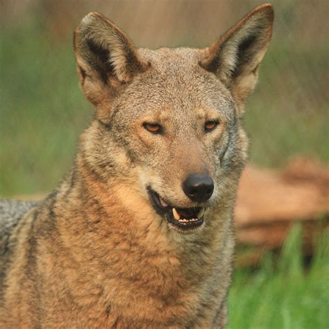 The Blue Wolf: A Comprehensive Guide to Understanding and Protecting this Elusive Canid