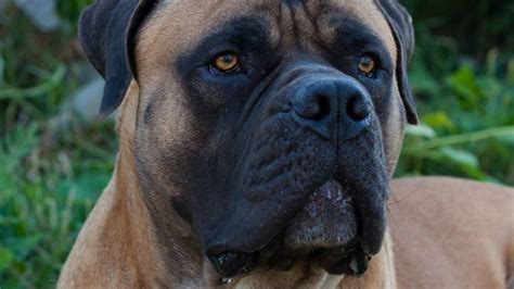 The Boerboel: A Comprehensive Guide to the Guardian Giant