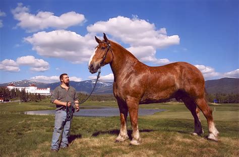 The Book of Draft Horses The Gentle Giants That Built the World Doc