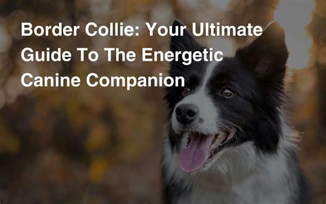 The Border Collie: A Canine Companion Extraordinaire