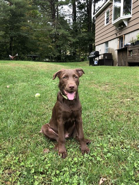 The Border Collie Chocolate Lab Mix: An Extraordinary Canine Companion