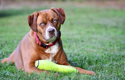 The Boxer-Mastiff Mix: A Comprehensive Guide to the Loyal and Powerful Hybrid