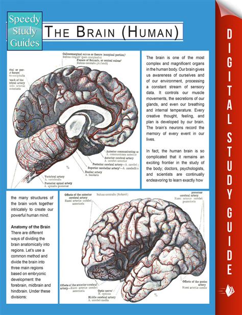 The Brain Human Speedy Study Guides Epub