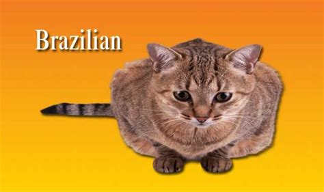 The Brazilian Cat Epub