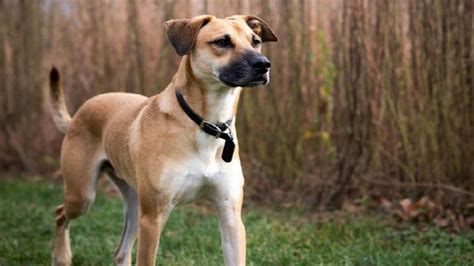 The Brindle Black Mouth Cur: A Comprehensive Guide