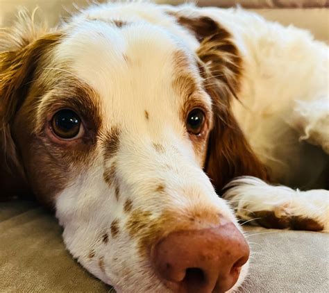 The Brittany: A Devoted Companion and Energetic Field Dog