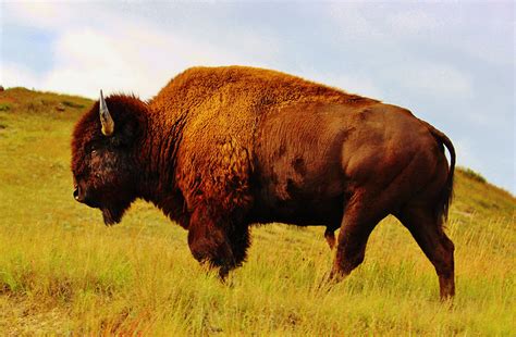 The Buffalo Range: Exploring the Majestic Roamers of the American West