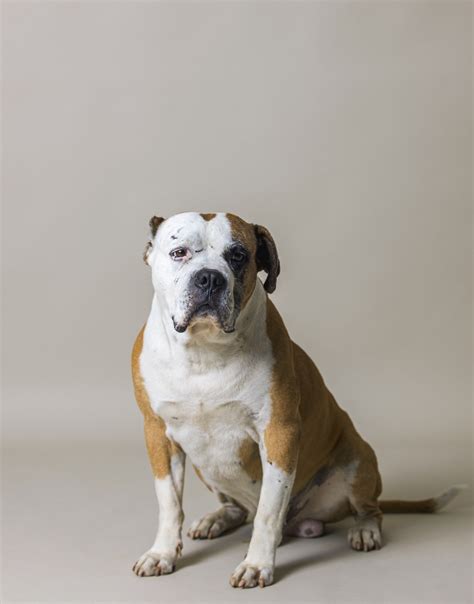 The Bulldog Americano: A Comprehensive Guide to an Extraordinary Breed