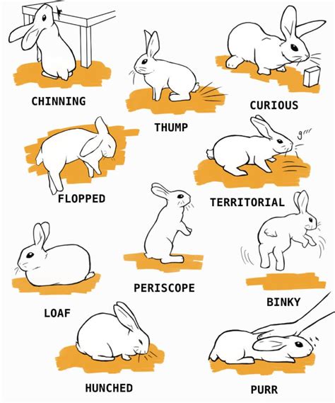 The Bunny Blondy: A Comprehensive Guide to Caring for Your Beloved Pet