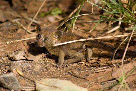 The Bushbaby: A Comprehensive Guide to Africa's Nocturnal Primate