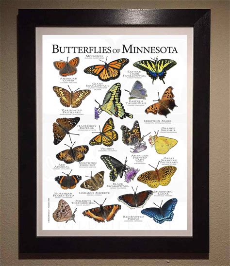 The Butterflies Of Minnesota: A fliers Manual Ebook PDF