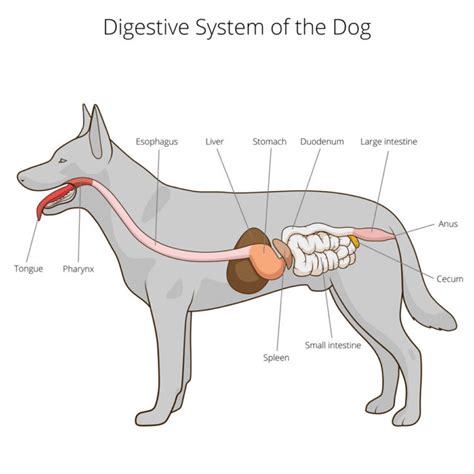 The Canine Digestive System: A Delicate Balance