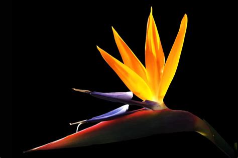 The Captivating Allure of the Bird of Paradise Meme