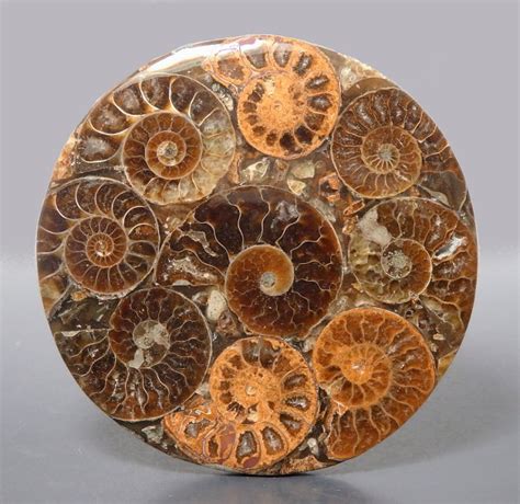 The Captivating Antiquity of Ammonite Fossils