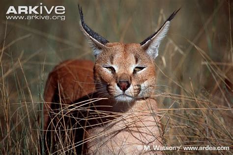 The Caracal: A Masterful Predator with a Distinctive Appearance