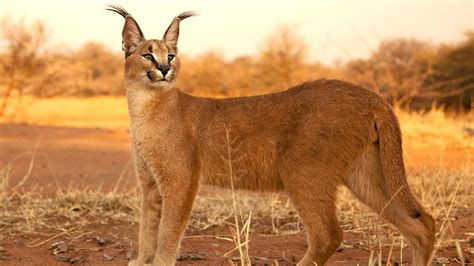 The Caracal Cat: A Comprehensive Guide to Its Biology, Behavior, and Conservation