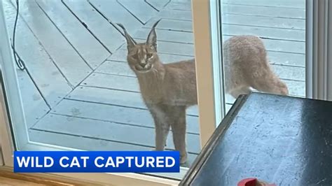 The Caracal Cat: A Majestic Resident of Chicago