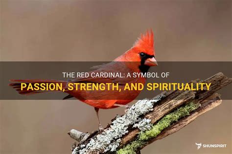 The Cardinal Red: A Symbol of Pride and Passion