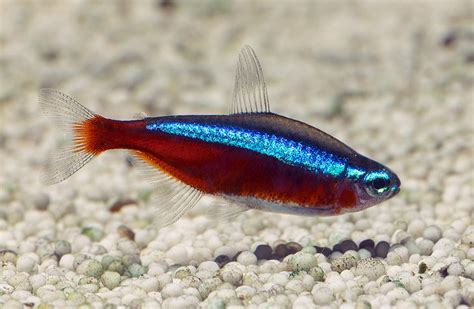 The Cardinal Tetra: A Vibrant Addition to Your Aquarium