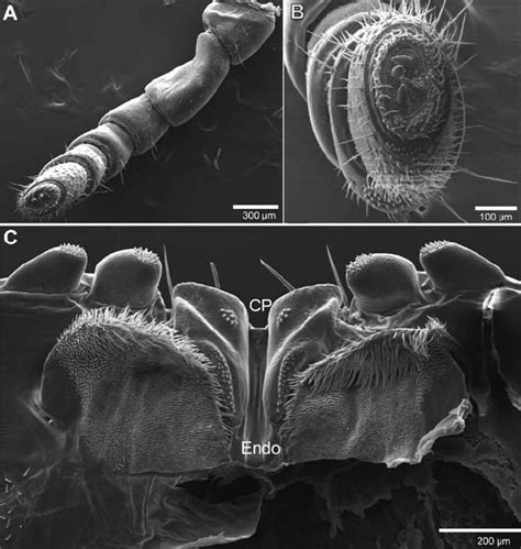 The Carnifex: An Overview