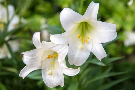 The Cast of an Easter Lily