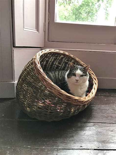 The Cat Basket Doc