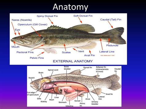 The Catfish's Gustatory Prowess